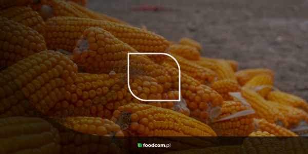 Kukurydziana Mąka Glutenowa – produkt, który zasługuje na więcej uwagi niż otrzymuje