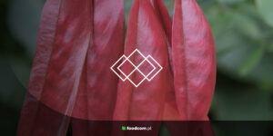 Tara Gum overview Tara Gum overview