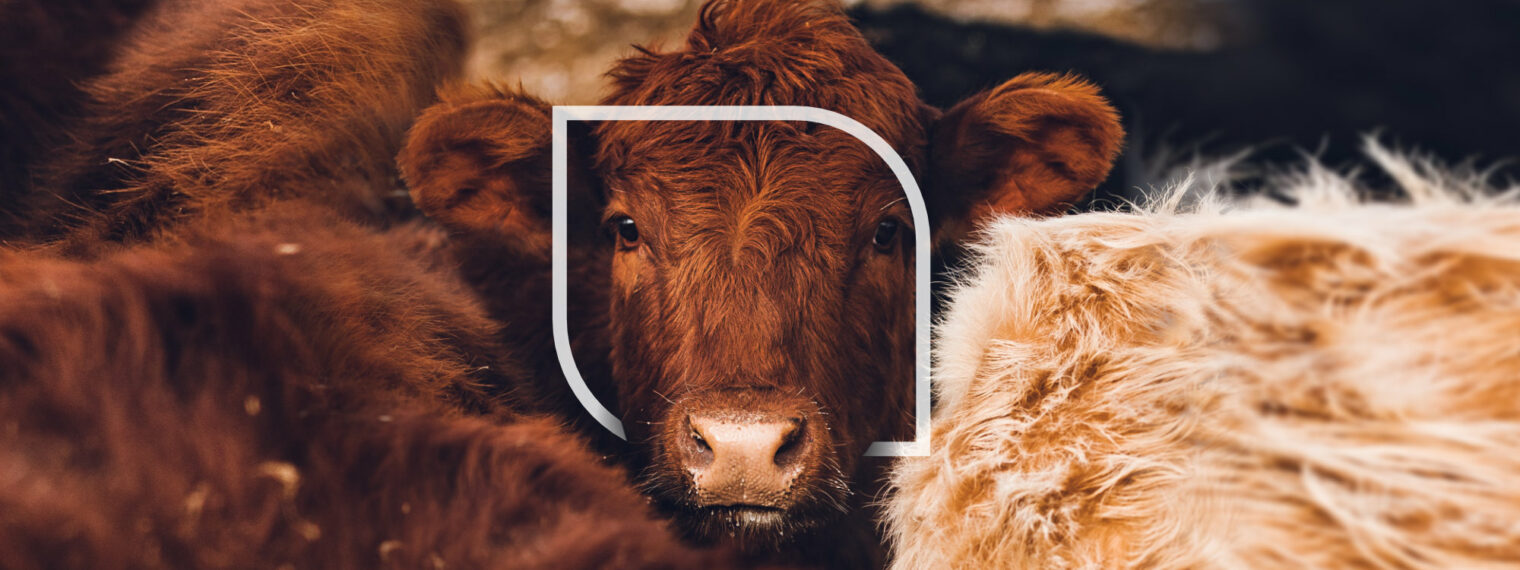 Combatting the Rise of Bovine TB – Strategies for Farmers in 2023