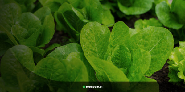 Organic fertilizers Foodcom S.A. Organic fertilizers Foodcom S.A.