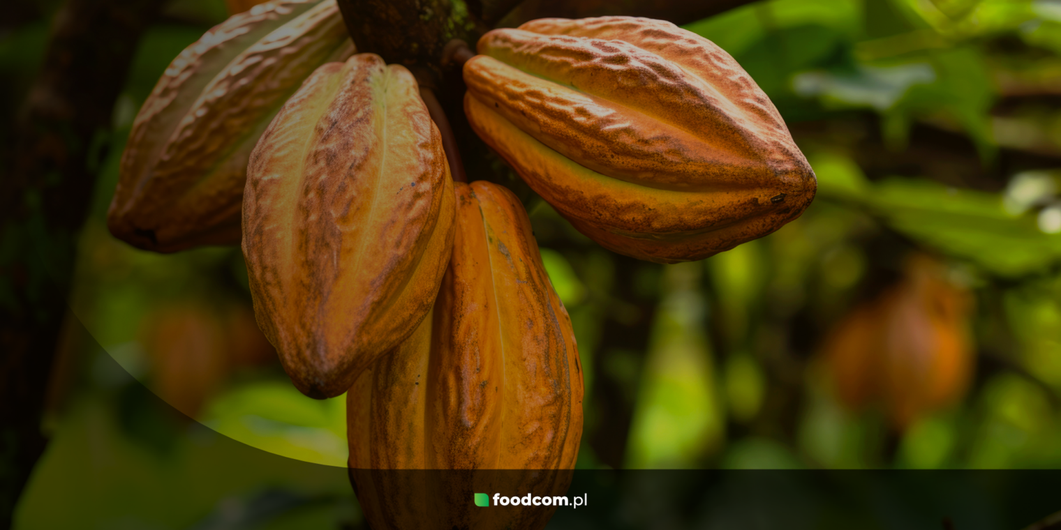 Masa kakaowa – czym jest i gdzie znajduje zastosowanie?